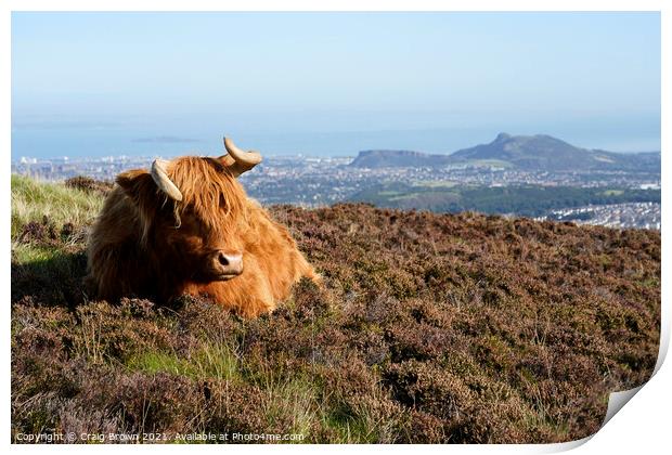 Highland Cow Print by Craig Brown