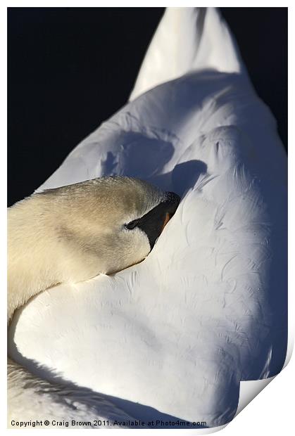 Resting Mute Swan Print by Craig Brown