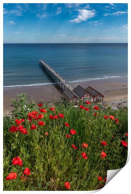 Poppies above Saltburn pier Print by Gary Eason