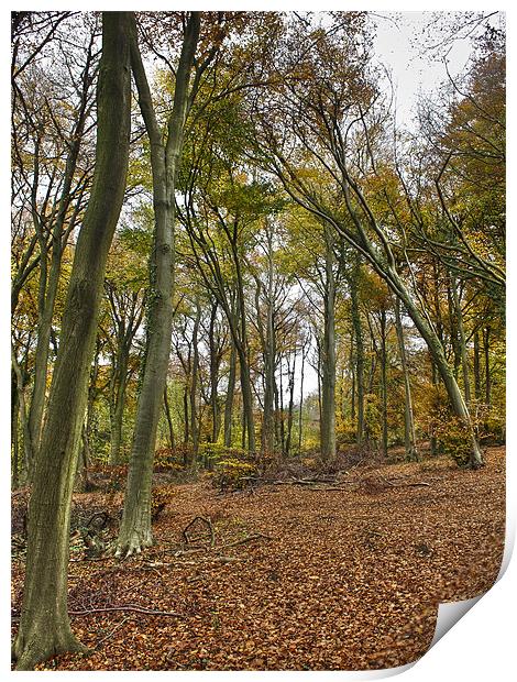 Autumn woodland Print by Gary Eason