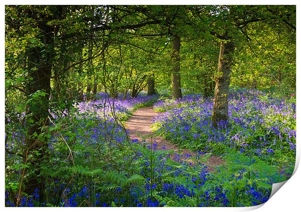 Bluebell woods walk Print by Gary Eason