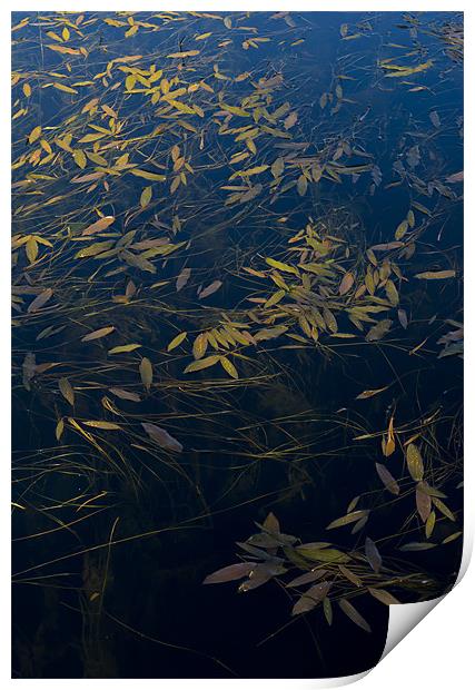 Water leaves Print by Gary Eason