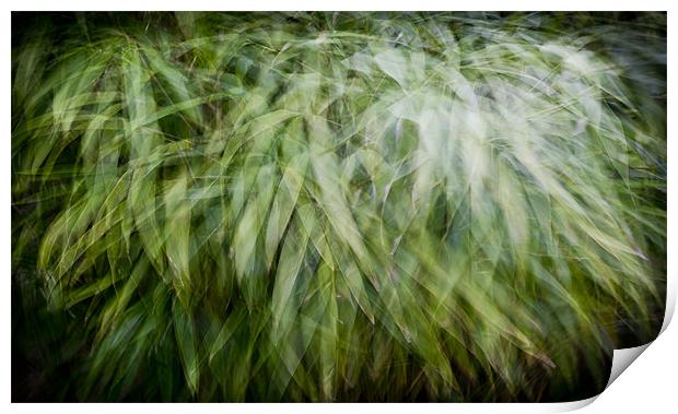 Bamboo in the wind Print by Gary Eason
