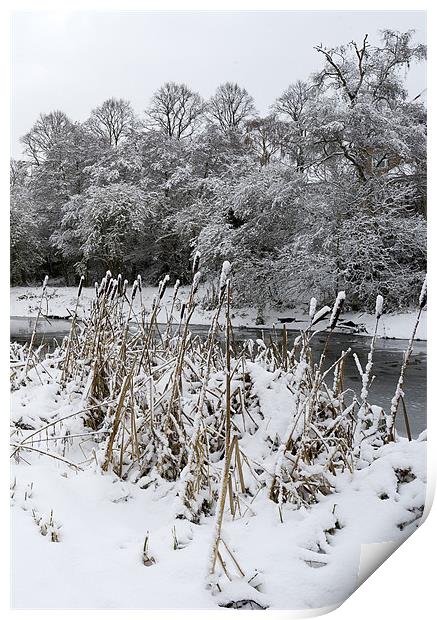Bullrushes in the snow Print by Gary Eason