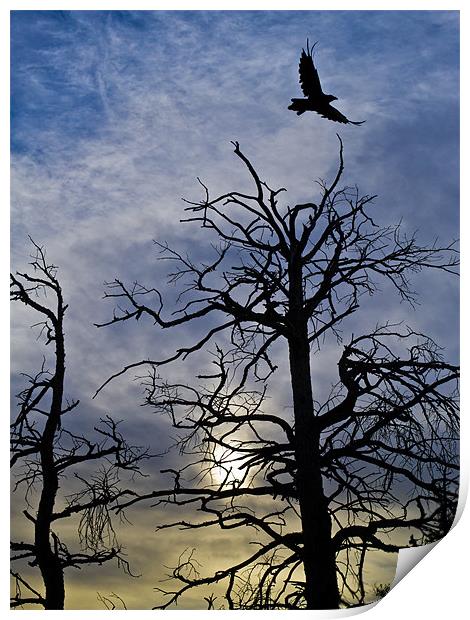 Raven taking off Print by Gary Eason