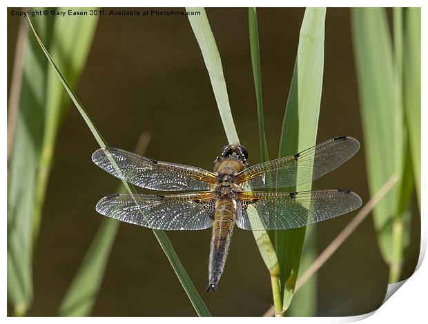 Dragonfly settling on leaf beside pond Print by Gary Eason