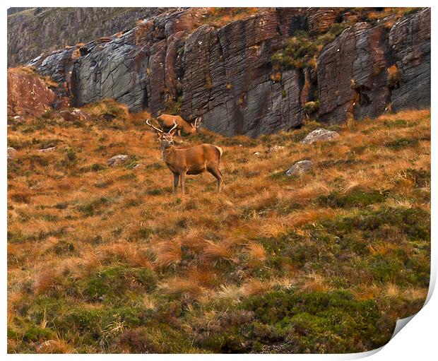 Deer on hillside Print by Gary Eason