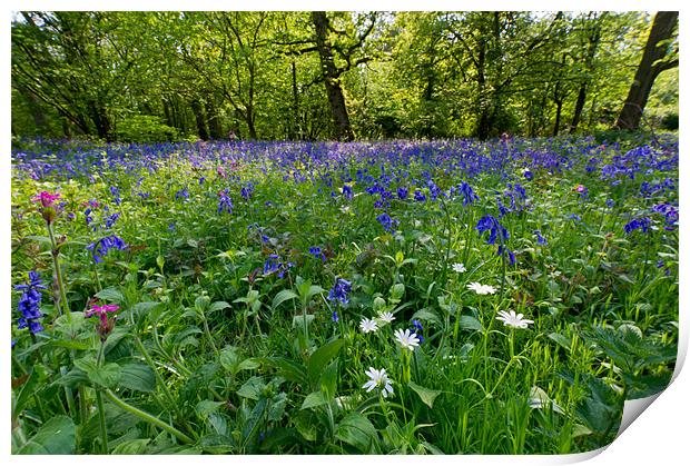 Bluebell woods Print by Gary Eason