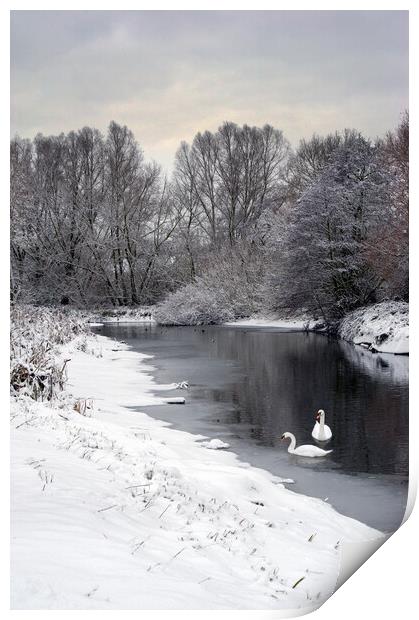 Swans on the Colne in snow Print by Gary Eason
