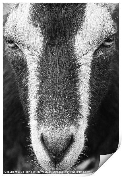 The City Goat Print by Caroline Williams