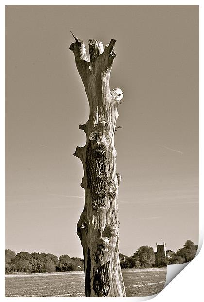 Broken Tree Print by Caroline Williams