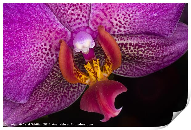 Orchid Print by Derek Whitton