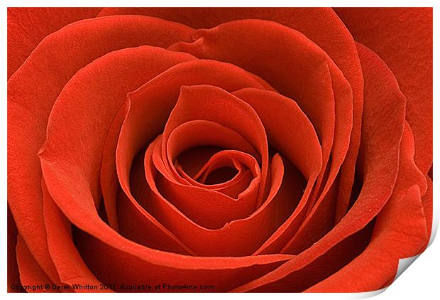 Red Rose (landscape) Print by Derek Whitton