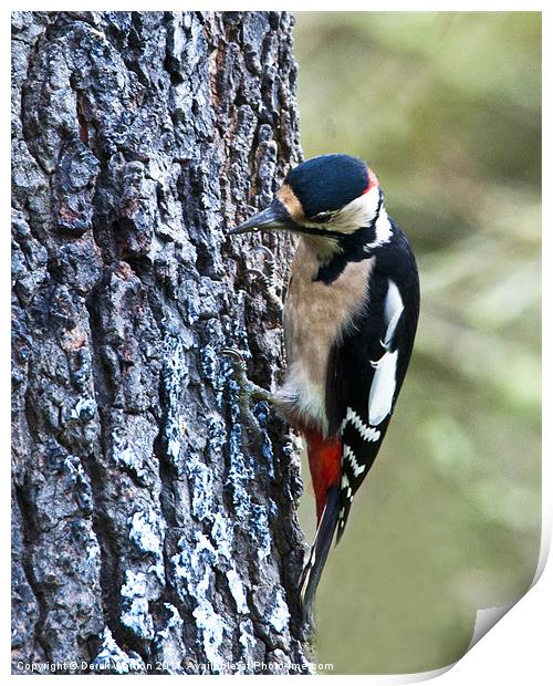 Great Spotted Woodpecker Print by Derek Whitton