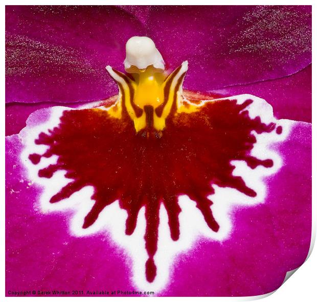Miltonia Orchid Print by Derek Whitton