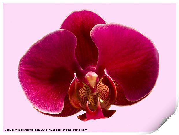 Phalaenopsis Orchid Print by Derek Whitton