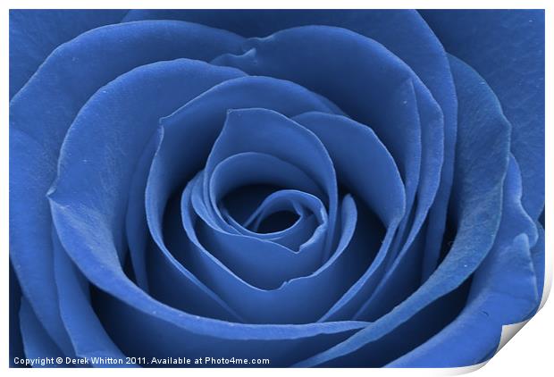 Blue Rose Print by Derek Whitton