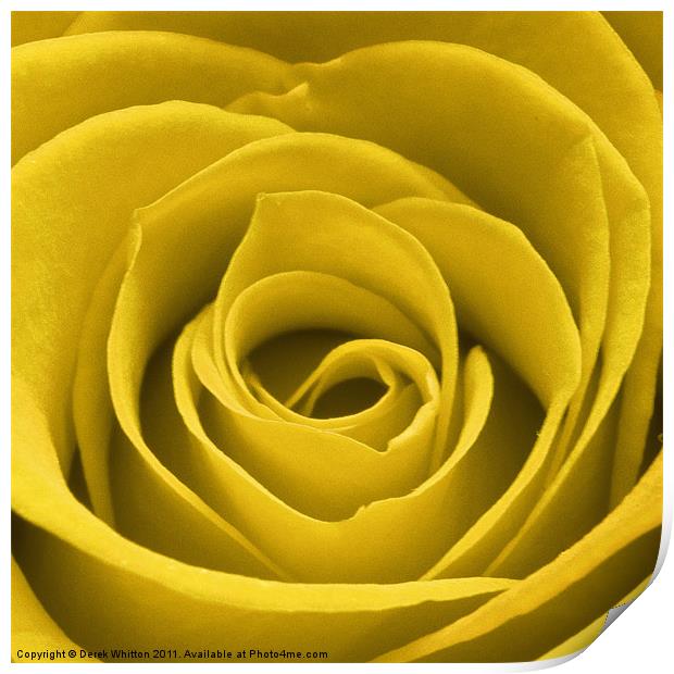Yellow Rose Print by Derek Whitton