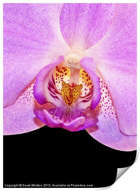 Orchid Flower Print by Derek Whitton