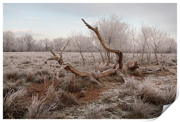 Fallen tree in hoar frost Print by Andy Stafford