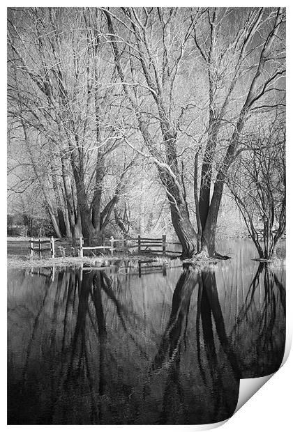 Bare Trees Reflected In Flood Water Print by Andy Stafford