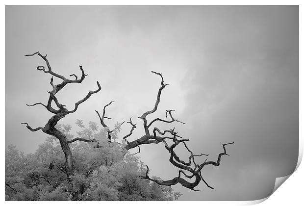 Branches Print by Andy Stafford