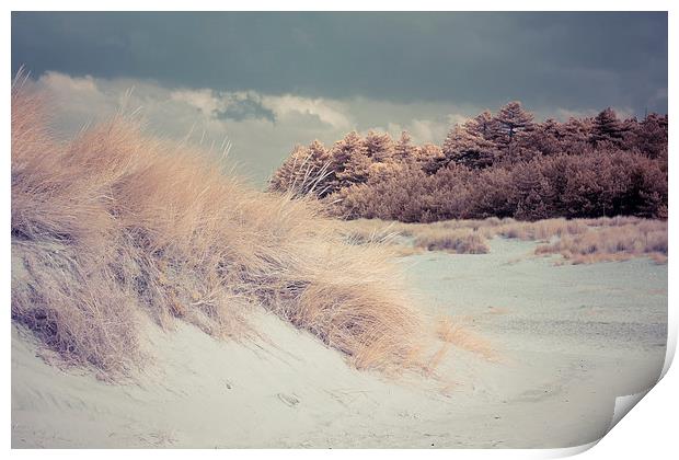  Sand Dunes and Pine Trees, Wells-next-the-Sea Print by Andy Stafford