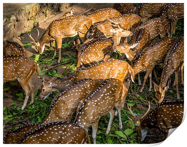  Deers Print by Hassan Najmy