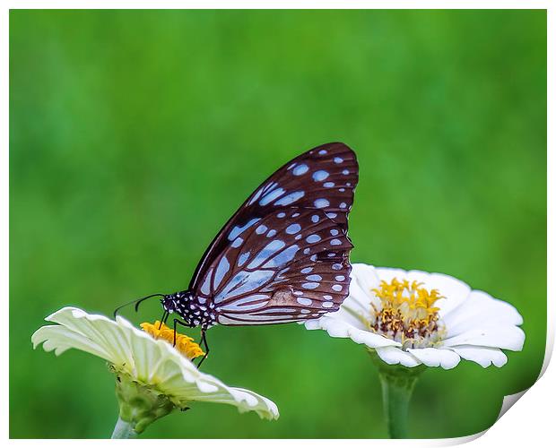 Brown Butterfly on the Yellow Flower Print by Hassan Najmy
