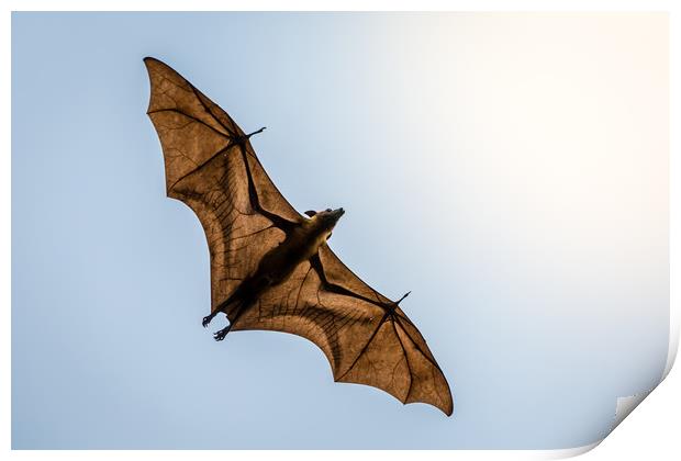 Maldives Fruit Bat Print by Hassan Najmy