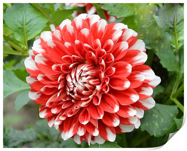 red white dahlia Print by Hassan Najmy