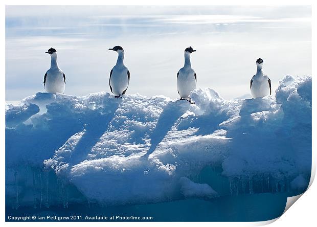 Antarctica bird life Print by Ian Pettigrew