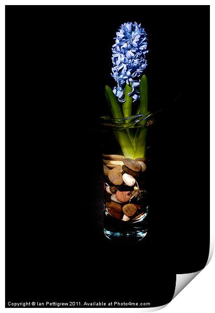 Blue hyacinth Print by Ian Pettigrew