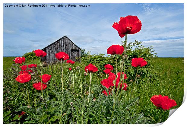 Poppy shed Print by Ian Pettigrew