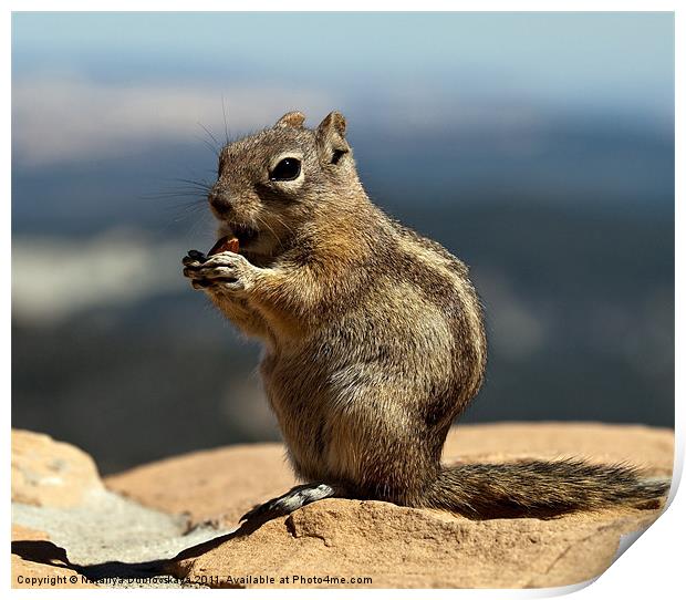 Ground squirrel from Utah. Print by Nataliya Dubrovskaya