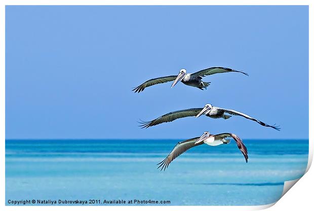 Florida Pelicans Flying in Formation Over Atlantic Print by Nataliya Dubrovskaya