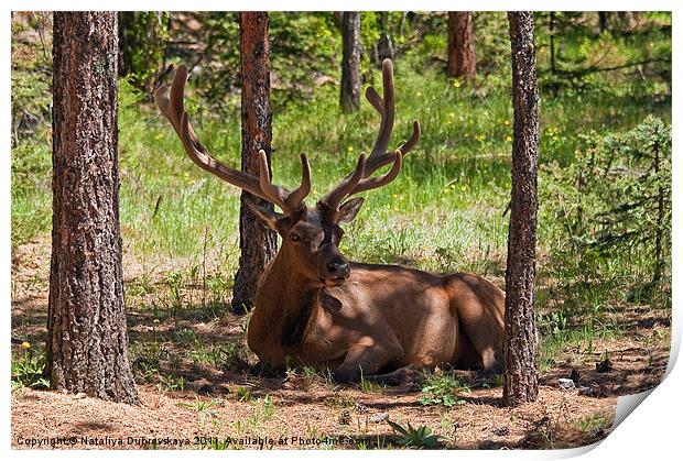 Wapiti Elk, Rocky Mountain National Park, Colorado Print by Nataliya Dubrovskaya