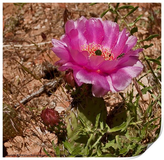Cactus blossom in Zion, Utah Print by Nataliya Dubrovskaya