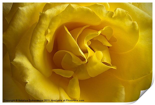 Yellow Rose Print by Nataliya Dubrovskaya