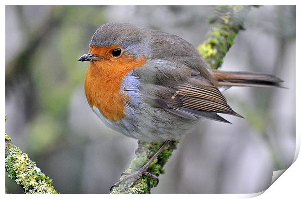 Robin Redbreast Print by michelle rook