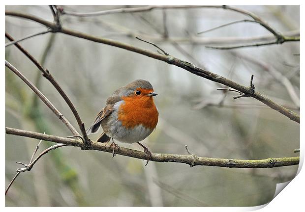 Robin on branch Print by michelle rook