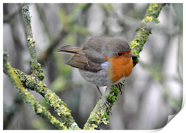 Robin perching Print by michelle rook