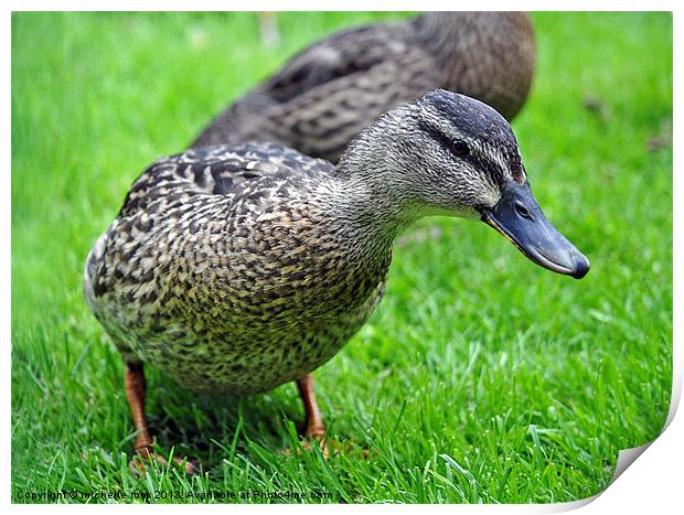 Curious duck Print by michelle rook