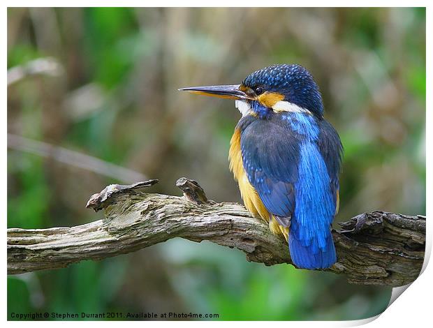 Female Kingfisher on perch Print by Stephen Durrant