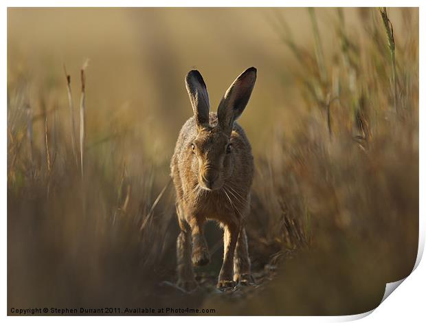 Hare I come Print by Stephen Durrant