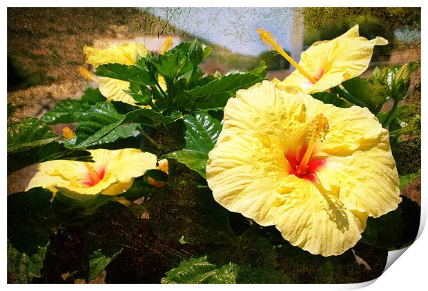 YELLOW HIBISCUS Print by Gabriele Rossetti