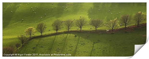 Epynt Trees Print by Creative Photography Wales