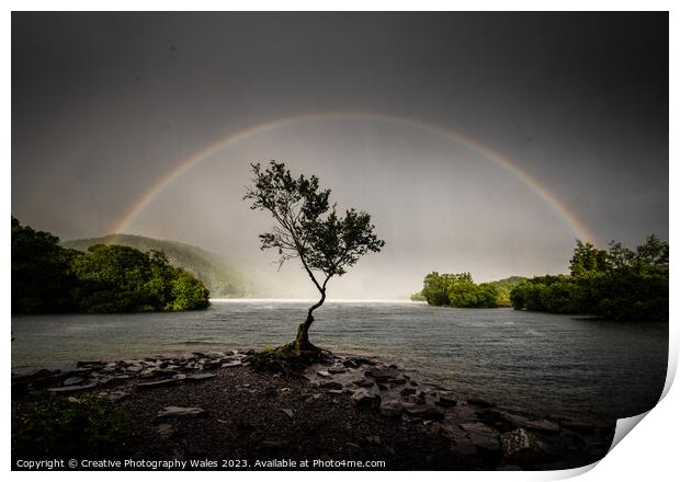 The Lone Tree, Llyn Padarn Print by Creative Photography Wales