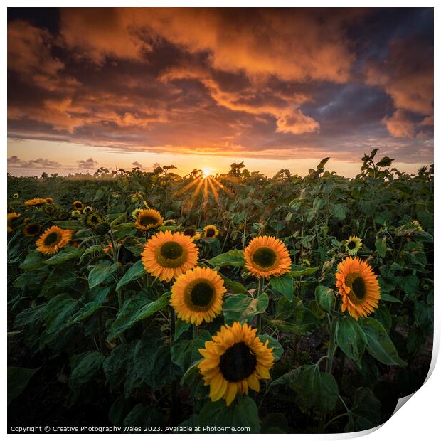 Sunflowers at Rhossili  Print by Creative Photography Wales