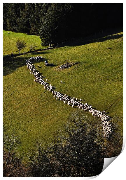 Herding sheep Print by Creative Photography Wales